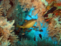   Mitsio wreck boxie  